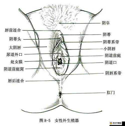 大陰蒂 BBwBBB 大陰唇的独特魅力与风情